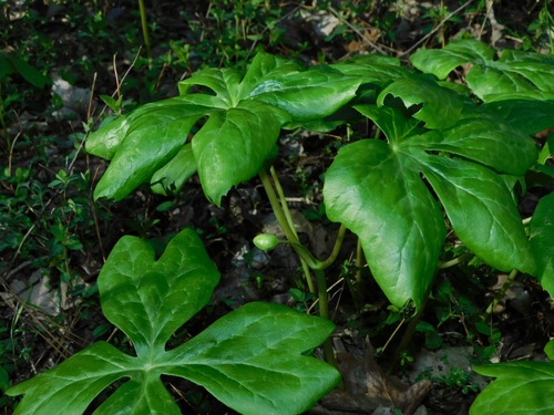 mayapple