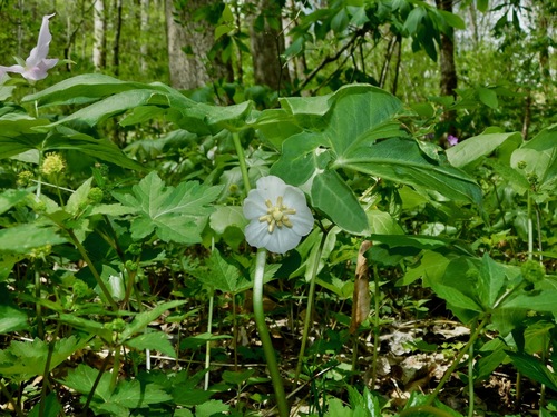 mayapple