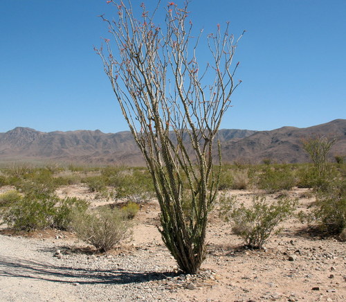 ocotillo