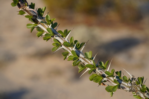 ocotillo