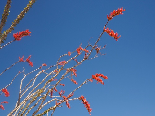 ocotillo