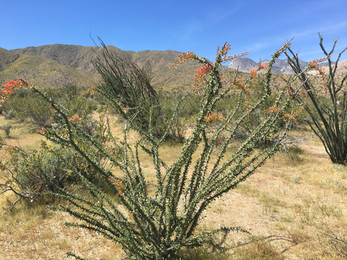 ocotillo
