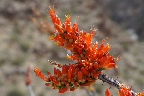 ocotillo