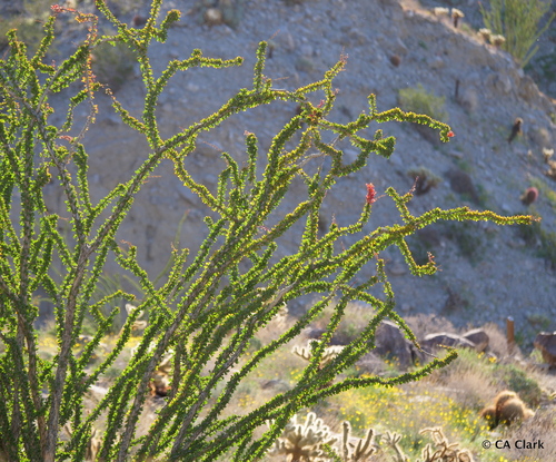 ocotillo