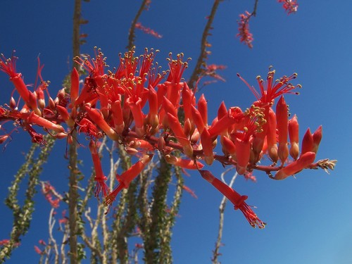 ocotillo