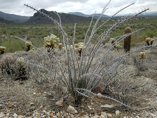 ocotillo