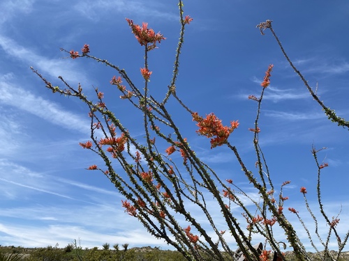 ocotillo