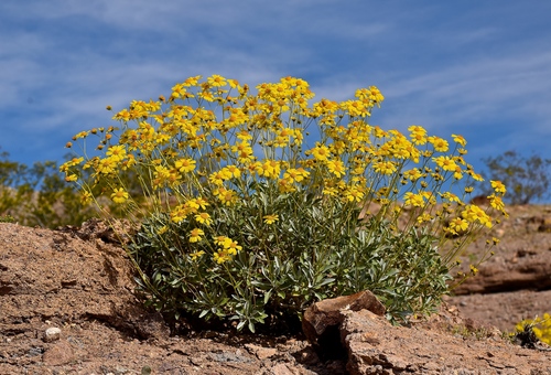 Brittlebush