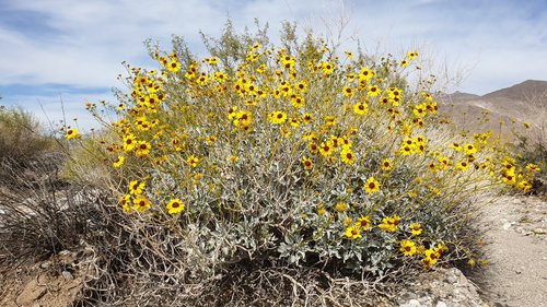 Brittlebush