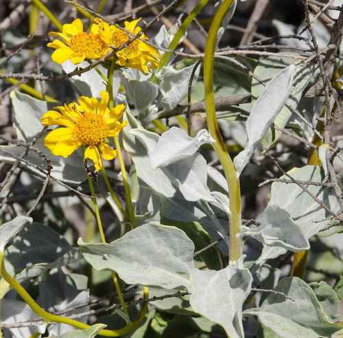 Brittlebush