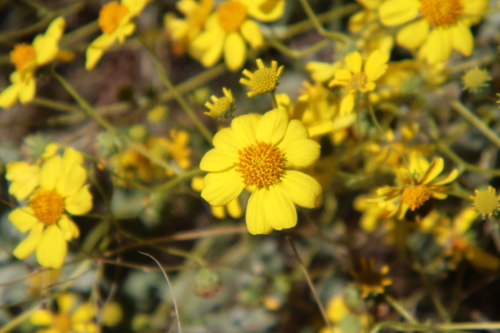 Brittlebush