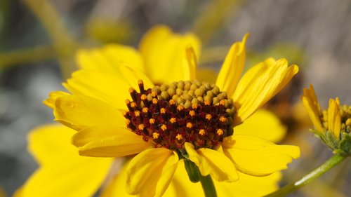 Brittlebush