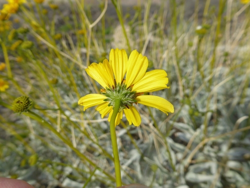 Brittlebush