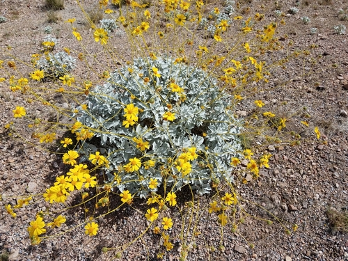 Brittlebush