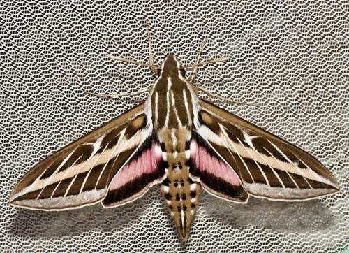 White-lined Sphinx