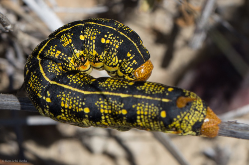 White-lined Sphinx