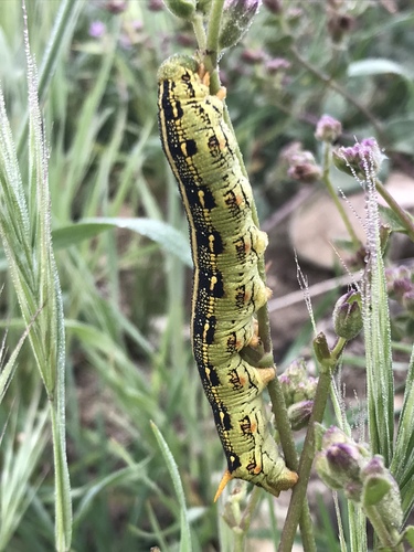 White-lined Sphinx