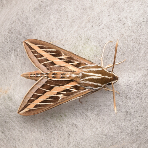 White-lined Sphinx
