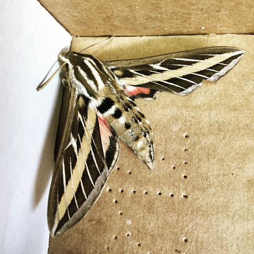 White-lined Sphinx