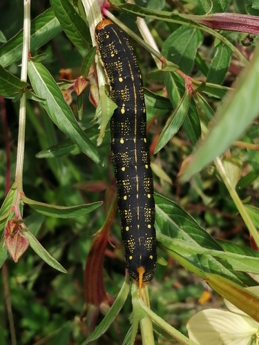 White-lined Sphinx