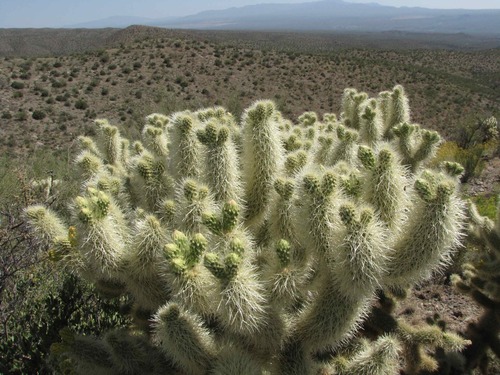 Teddybear Cholla
