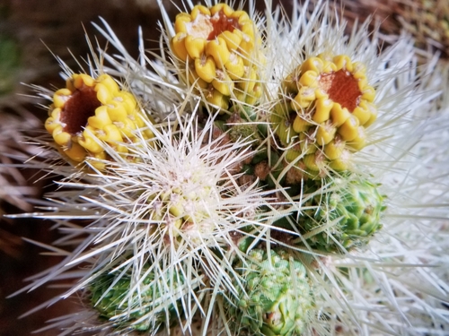 Teddybear Cholla