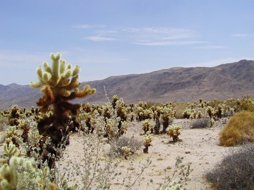 Teddybear Cholla