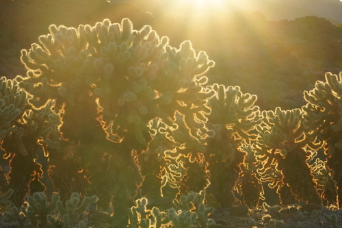 Teddybear Cholla