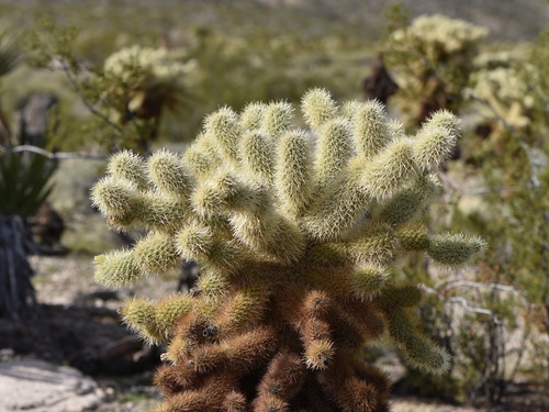 Teddybear Cholla