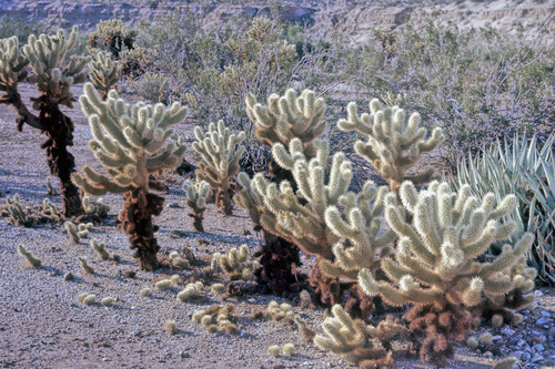 Teddybear Cholla