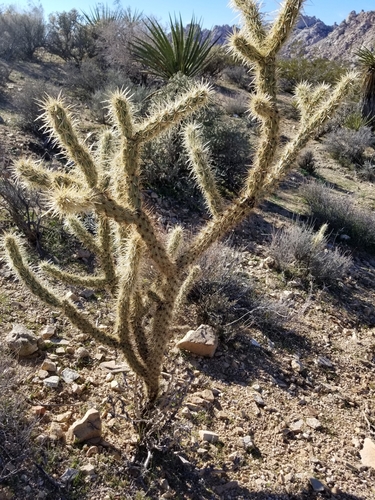 Buckhorn Cholla