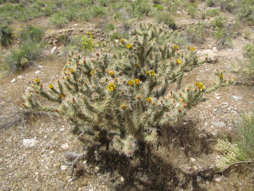Buckhorn Cholla