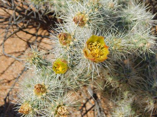 Silver Cholla