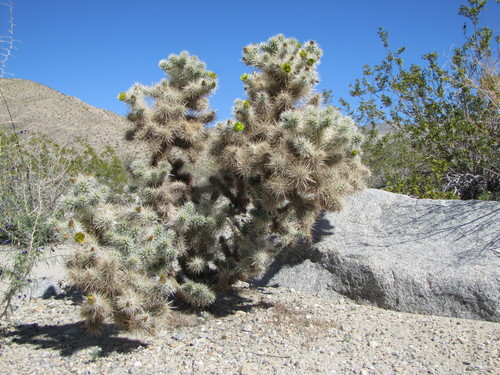 Silver Cholla