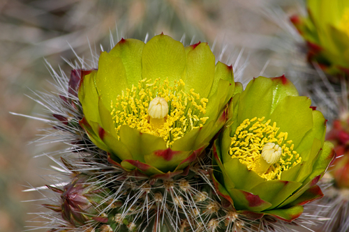 Silver Cholla
