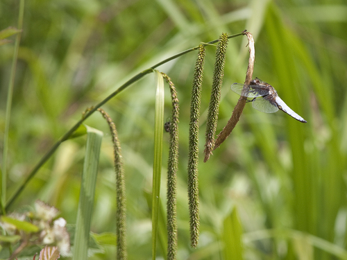 Hanging sedge