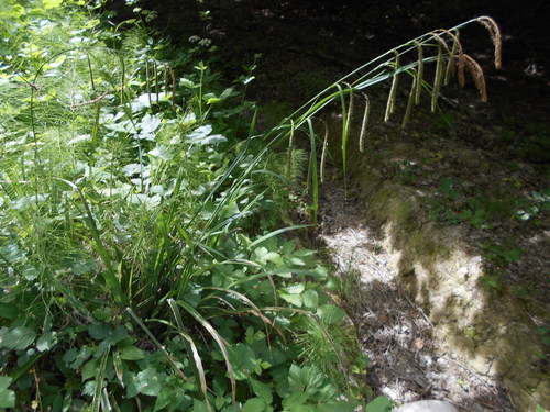 Hanging sedge