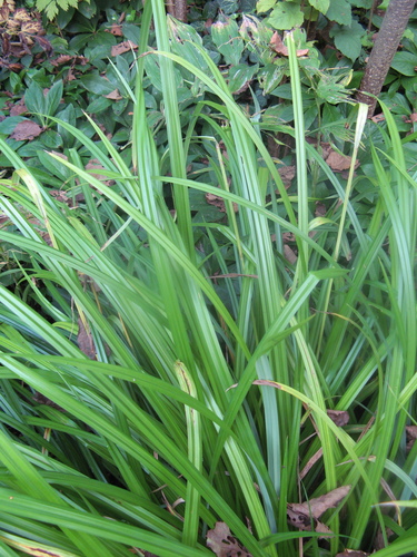 Hanging sedge