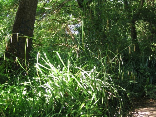 Hanging sedge