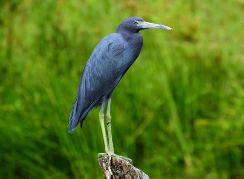 Little Blue Heron