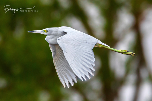 Little Blue Heron