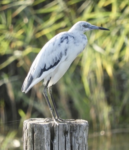 Little Blue Heron
