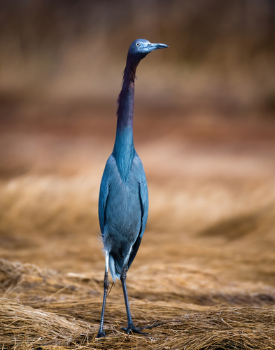 Little Blue Heron