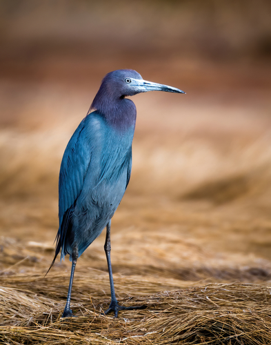 Little Blue Heron