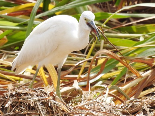 Little Blue Heron