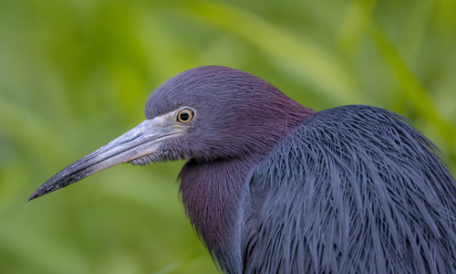 Little Blue Heron