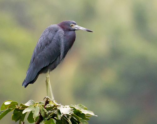Little Blue Heron