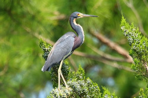 Tricolored Heron