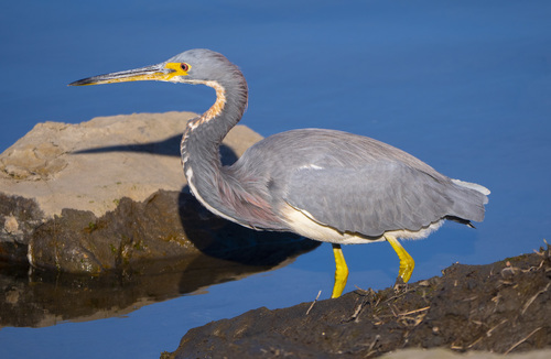 Tricolored Heron