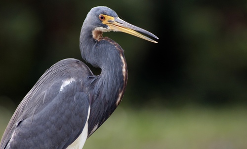 Tricolored Heron